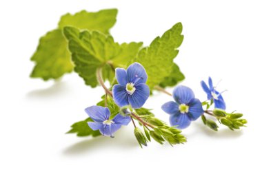 Veronica persica 