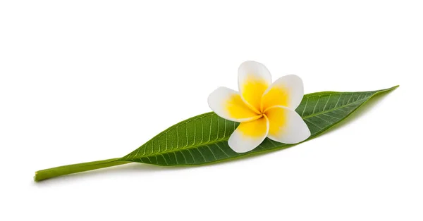 Liść Frangipani z kwiatem — Zdjęcie stockowe