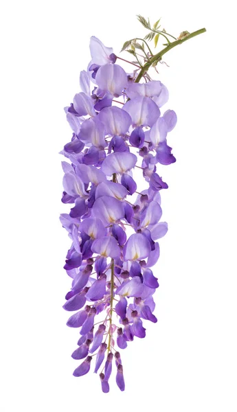 Wisteria flowers — Stock Photo, Image