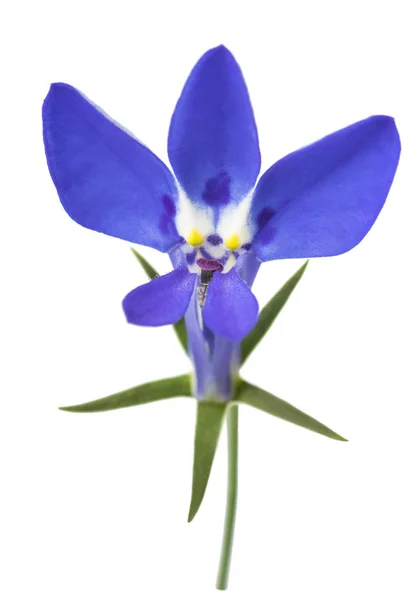 Lobelia μπλε λουλούδι — Φωτογραφία Αρχείου