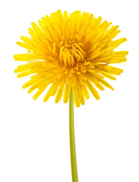 Pampeliška květin — Stock fotografie