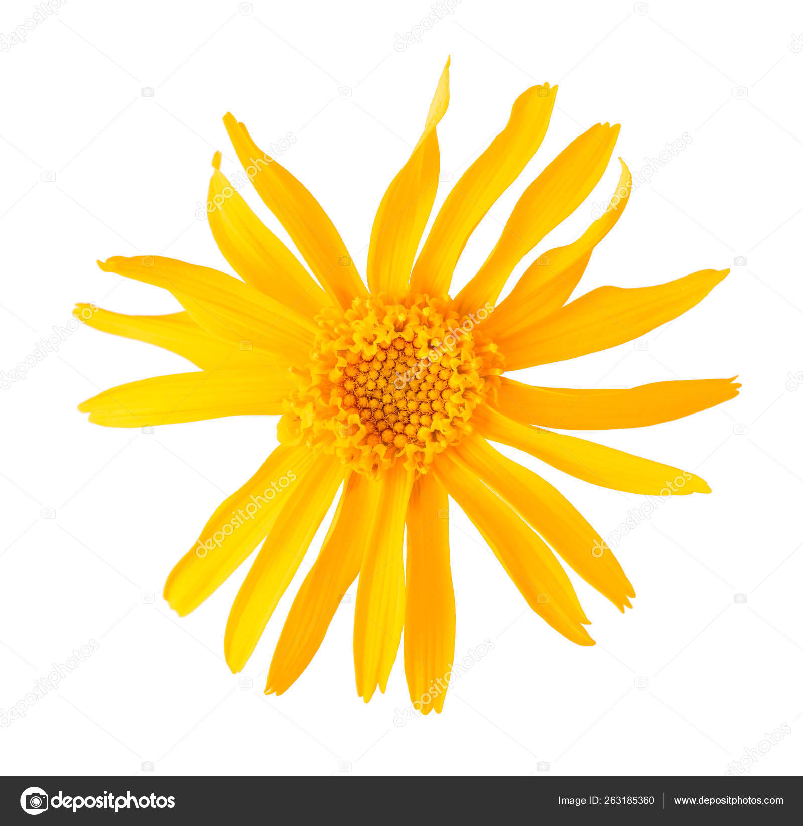 Arnica Montana Flower Stock Photo By C Scis65 Arnica Montana Flower Stock Photo By C Scis65