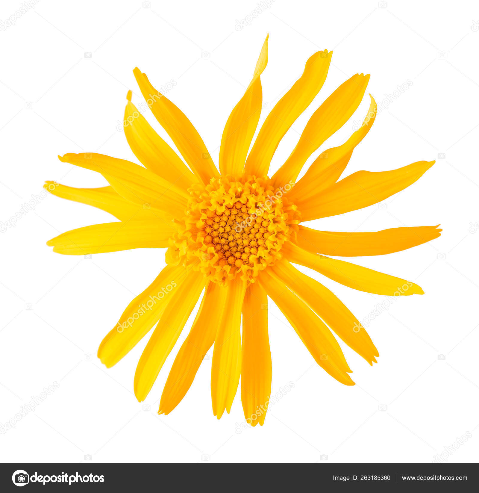 Arnica Montana Flower Stock Photo By C Scis65