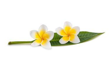 Frangipani çiçekler