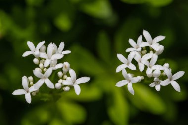Woodruff (Galium odoratum)