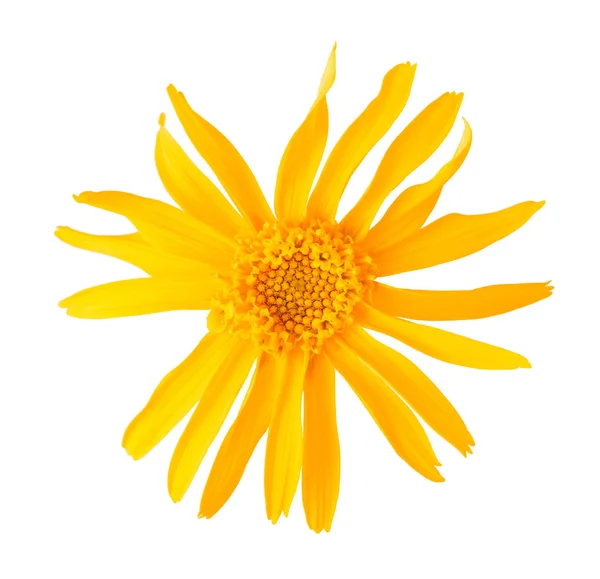 Άρνικα Μοντάνα λουλούδι — Φωτογραφία Αρχείου