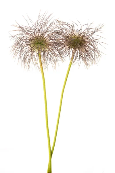 Alpine anemone — Stock Photo, Image