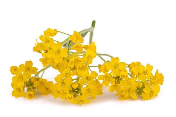 Yellow alyssum — Stockfoto