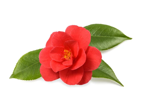 Camelia roja — Foto de Stock