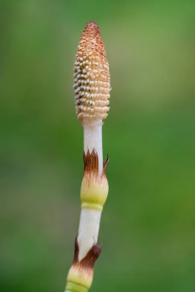 Schachtelhalm — Stockfoto