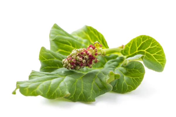 Rhubarb — Stock Photo, Image