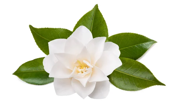 Bunga Camellia — Stok Foto