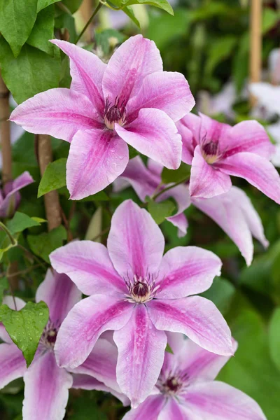 Rosa clematis blommor — Stockfoto