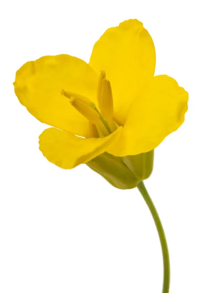 Květ řepky (Brassica napus ) — Stock fotografie
