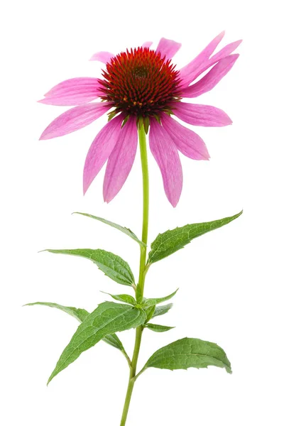 Pink coneflower (echinacea) — Stock Photo, Image