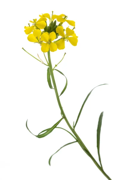 Yellow Wallflowers — Stock Photo, Image