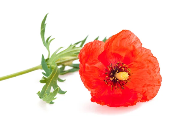 Roter Mohn — Stockfoto