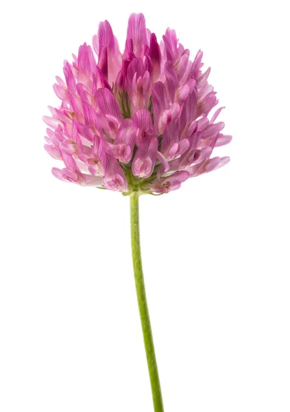 クローバーの花 — ストック写真