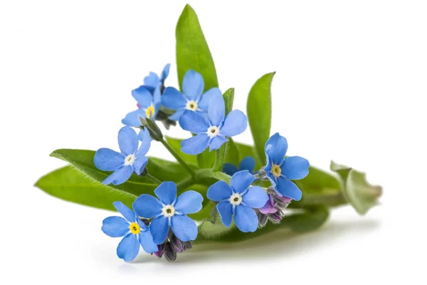 Forget me nots — Stock Photo, Image