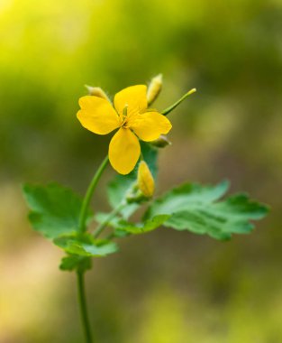 kırlangıçotu (chelidonium majus)