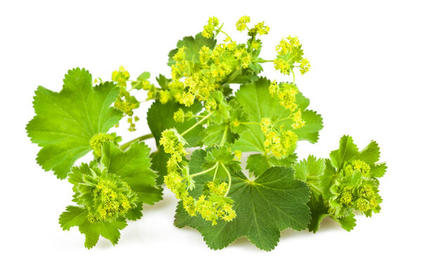 Lady 's Mantle
