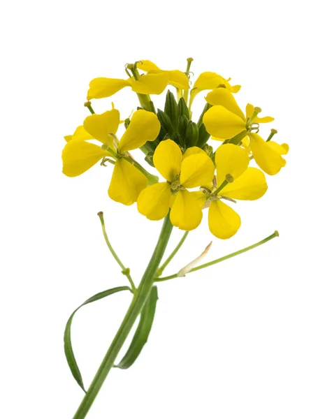 Żółte kwiaty ścienne — Zdjęcie stockowe