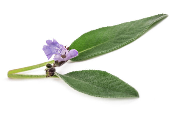 Мудрый цветок
