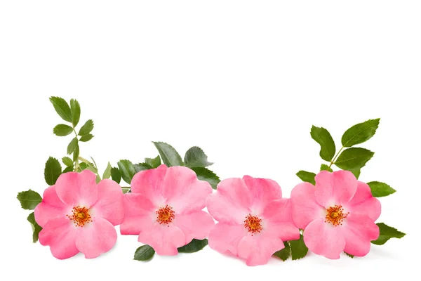 Dog roses — Stock Photo, Image