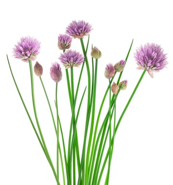 Frenk soğanı çiçekler