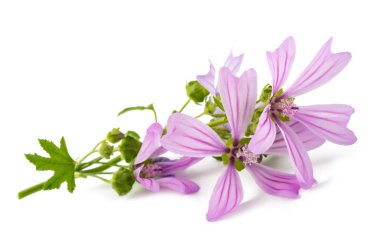 Mallow çiçekler 