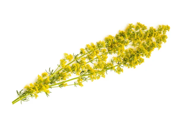 Palha de cama Galium verum — Fotografia de Stock