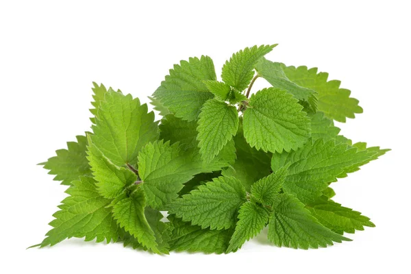 Fresh nettles — Stock Photo, Image