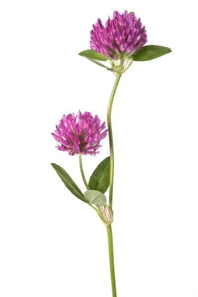 Klaver bloemen — Stockfoto