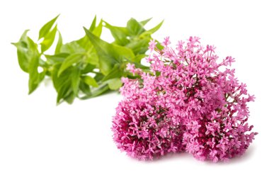 Kırmızı Valerian çiçekler