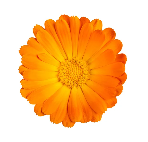 Marigold flower — Stock Photo, Image