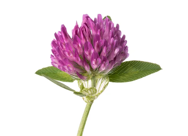 Kleeblume — Stockfoto