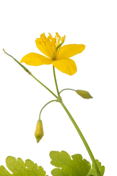 Celandine flower (Chelidonium majus) — Stock Photo, Image