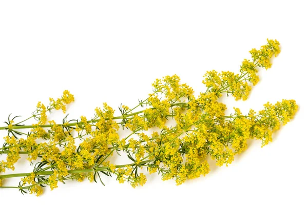 Bedstraw Galium verum — Stock Photo, Image