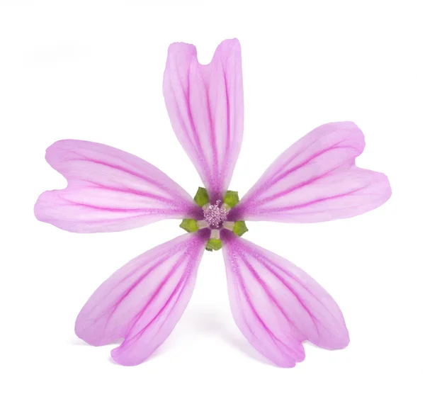 Malva (Malva Sylvestris ) — Foto Stock