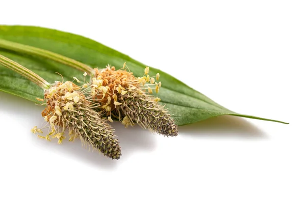 Ribwort plantain (plantago lanceolata) — Stock Photo, Image