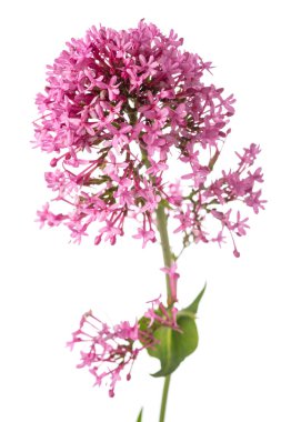 Kırmızı Valerian çiçekler