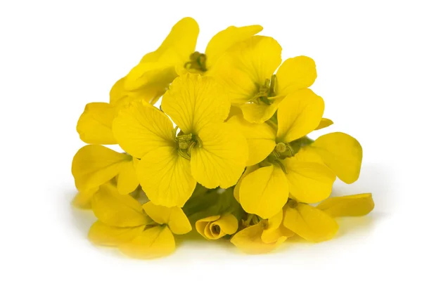 Wallflowers giallo — Foto Stock