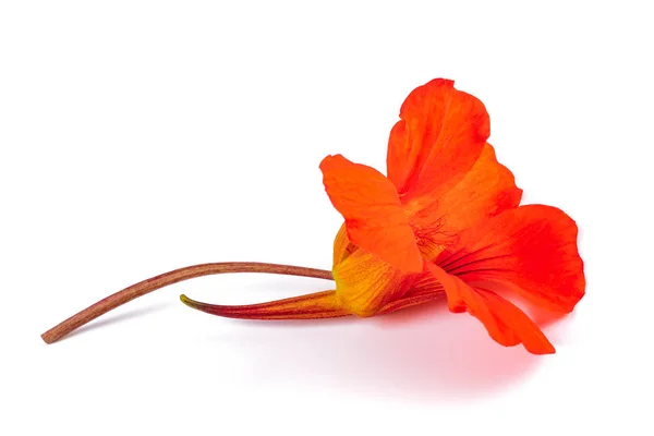 Nasturtium  flower — Stock Photo, Image