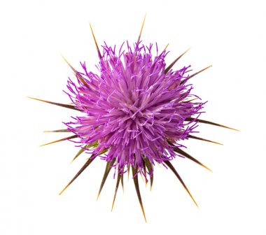 Milk thistle flower clipart