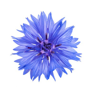 Mavi Peygamber Çiçeği kafa