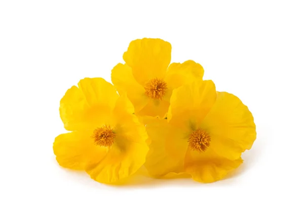 Žluté květy máku — Stock fotografie