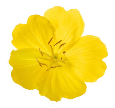 Evening Primrose (Oenothera )