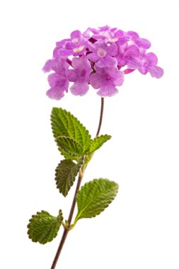 sürünen lantana