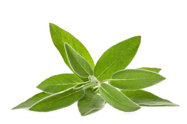 taze adaçayı