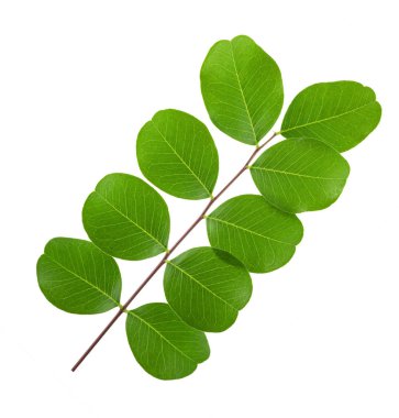 Ortak mesane senna